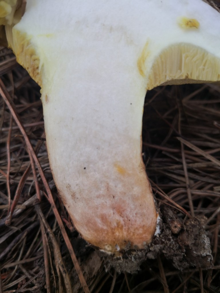 A cross section of a Slippery Jack showing the solid stem.