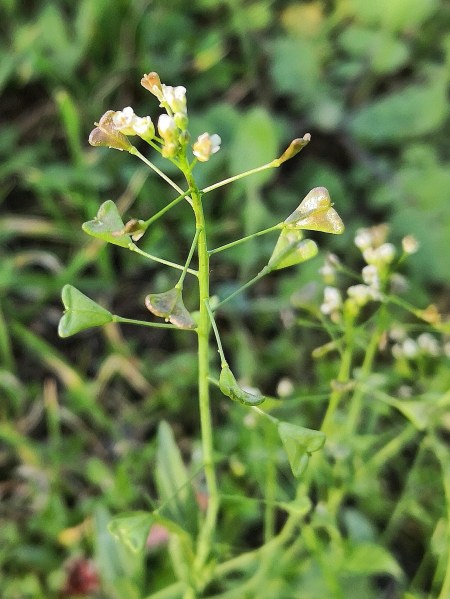 Love heart shaped seed pods are the distinguishing feature