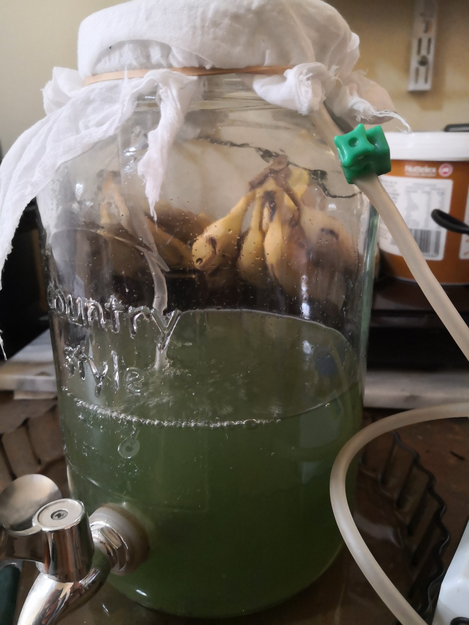 Spirulina: Day 3