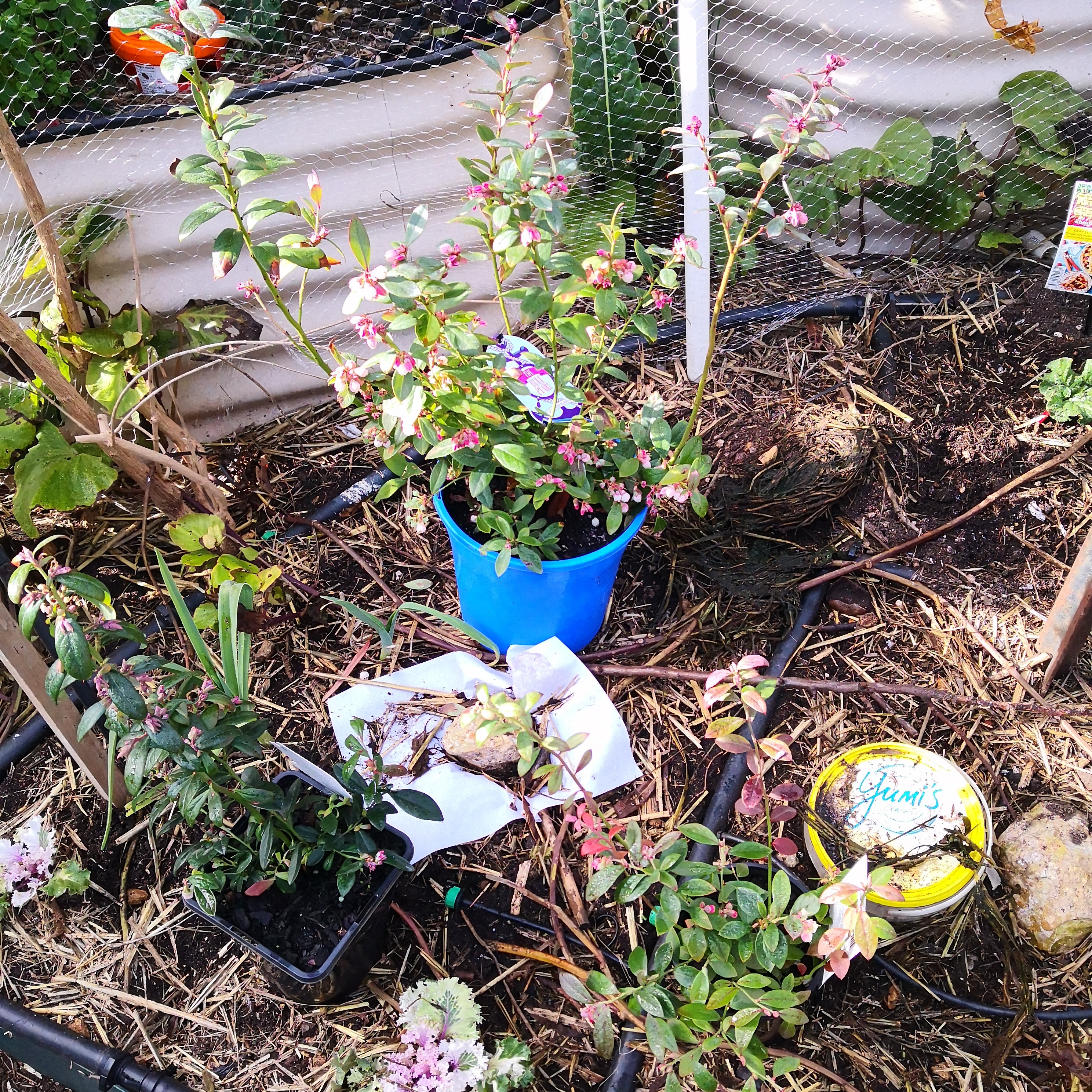 Gardening for diabetes