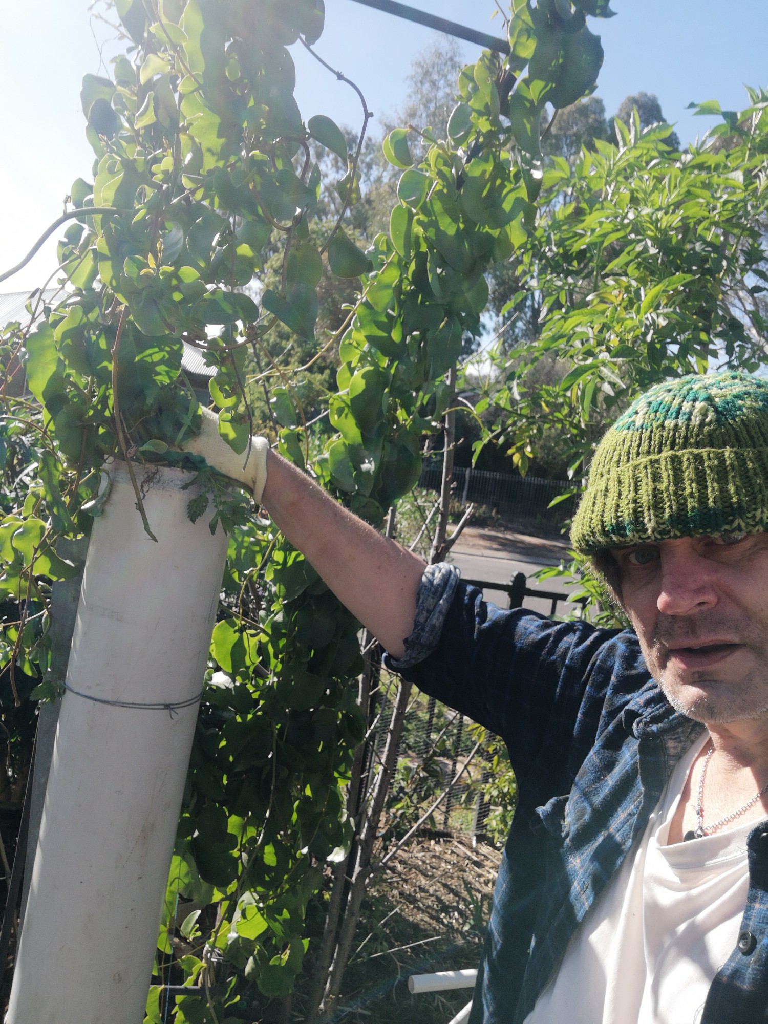 pipe composting for nettles