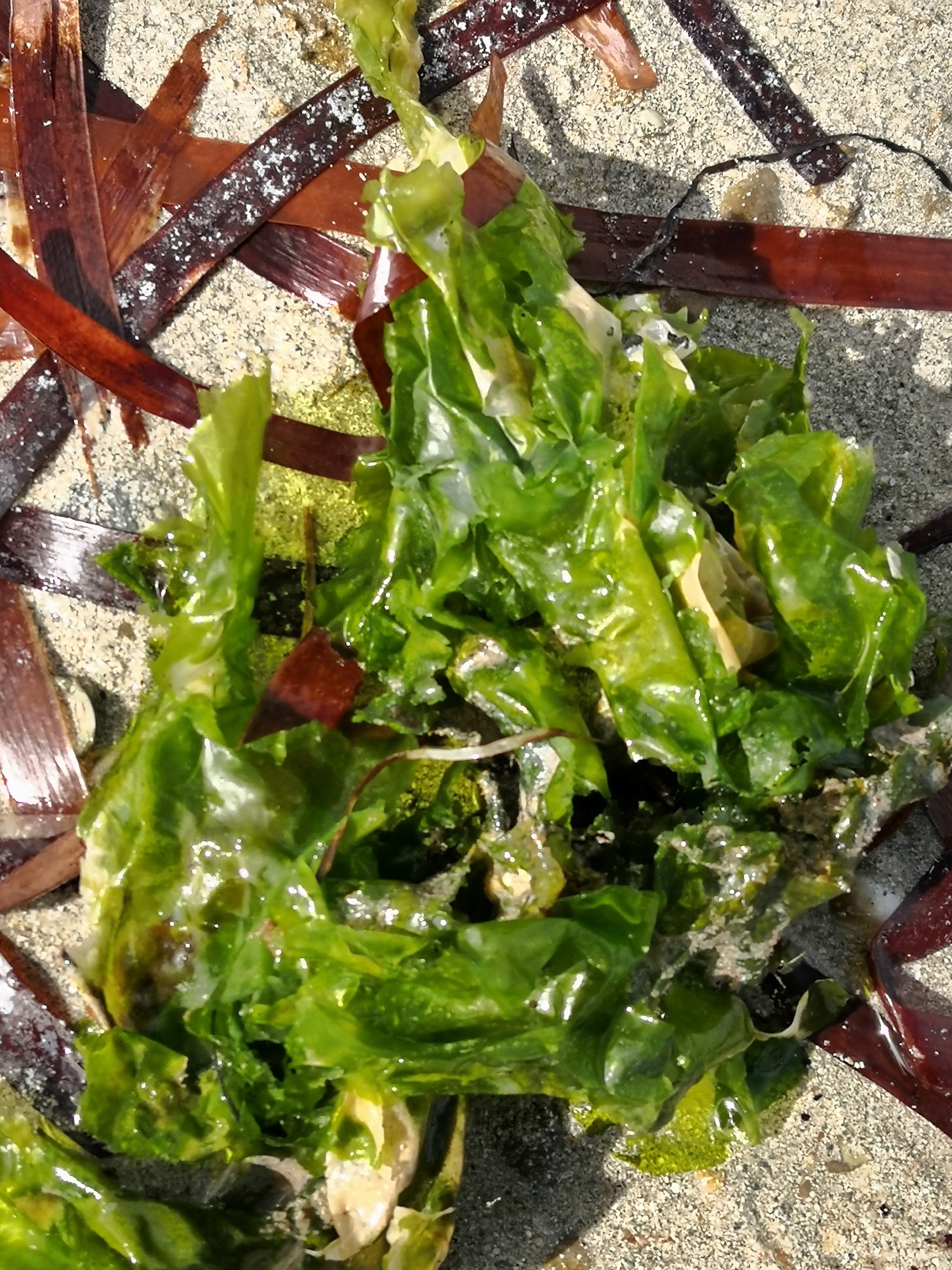 Sea Lettuce (Ulva species)