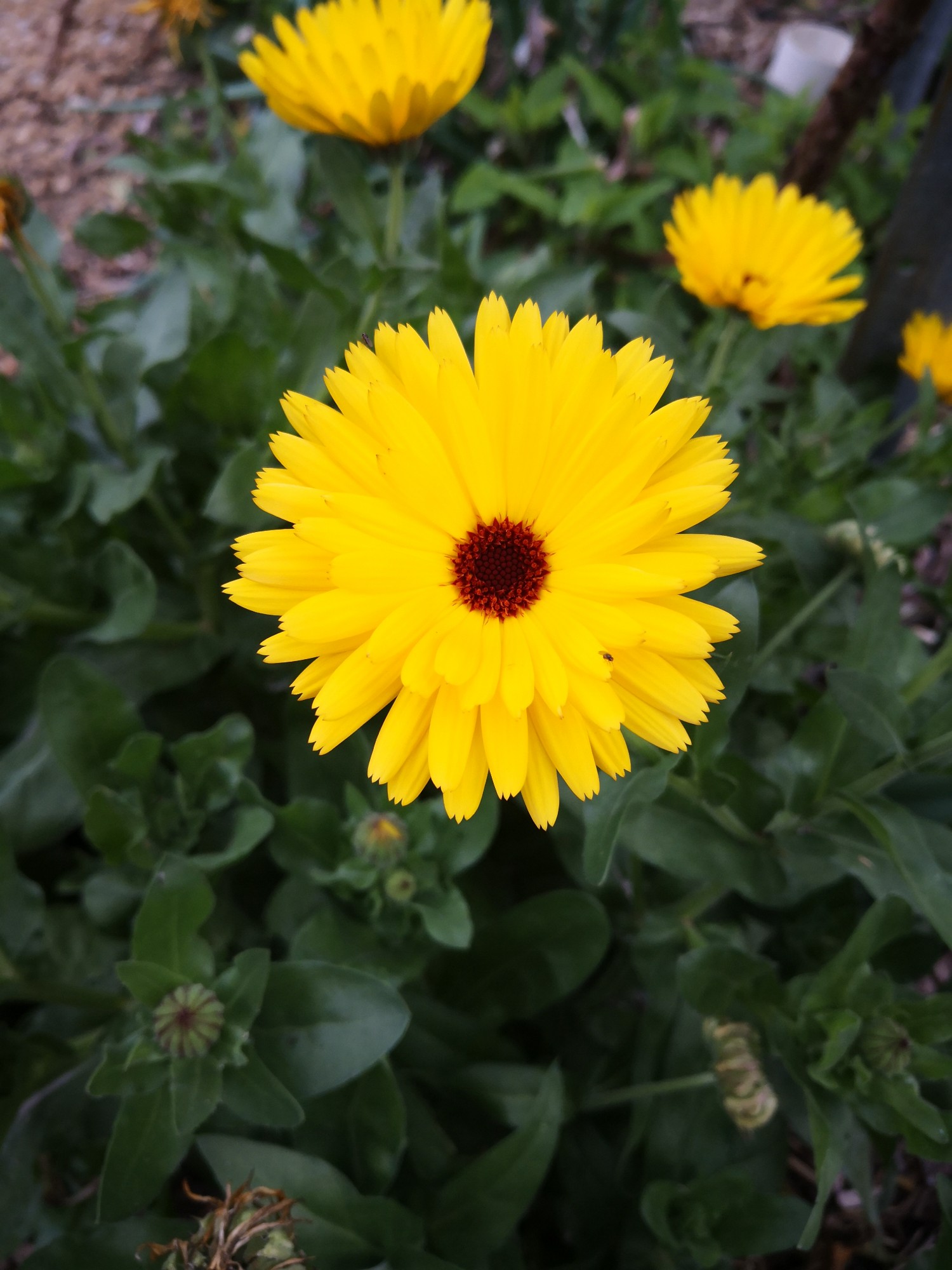 Single Calendula