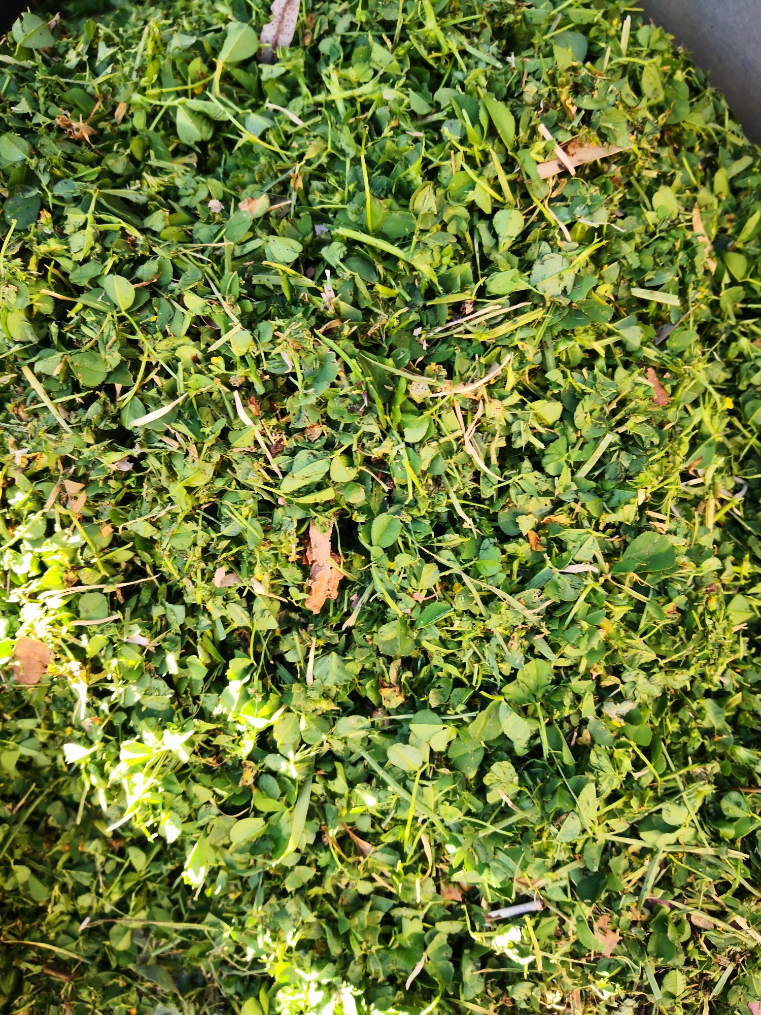 Grass clippings