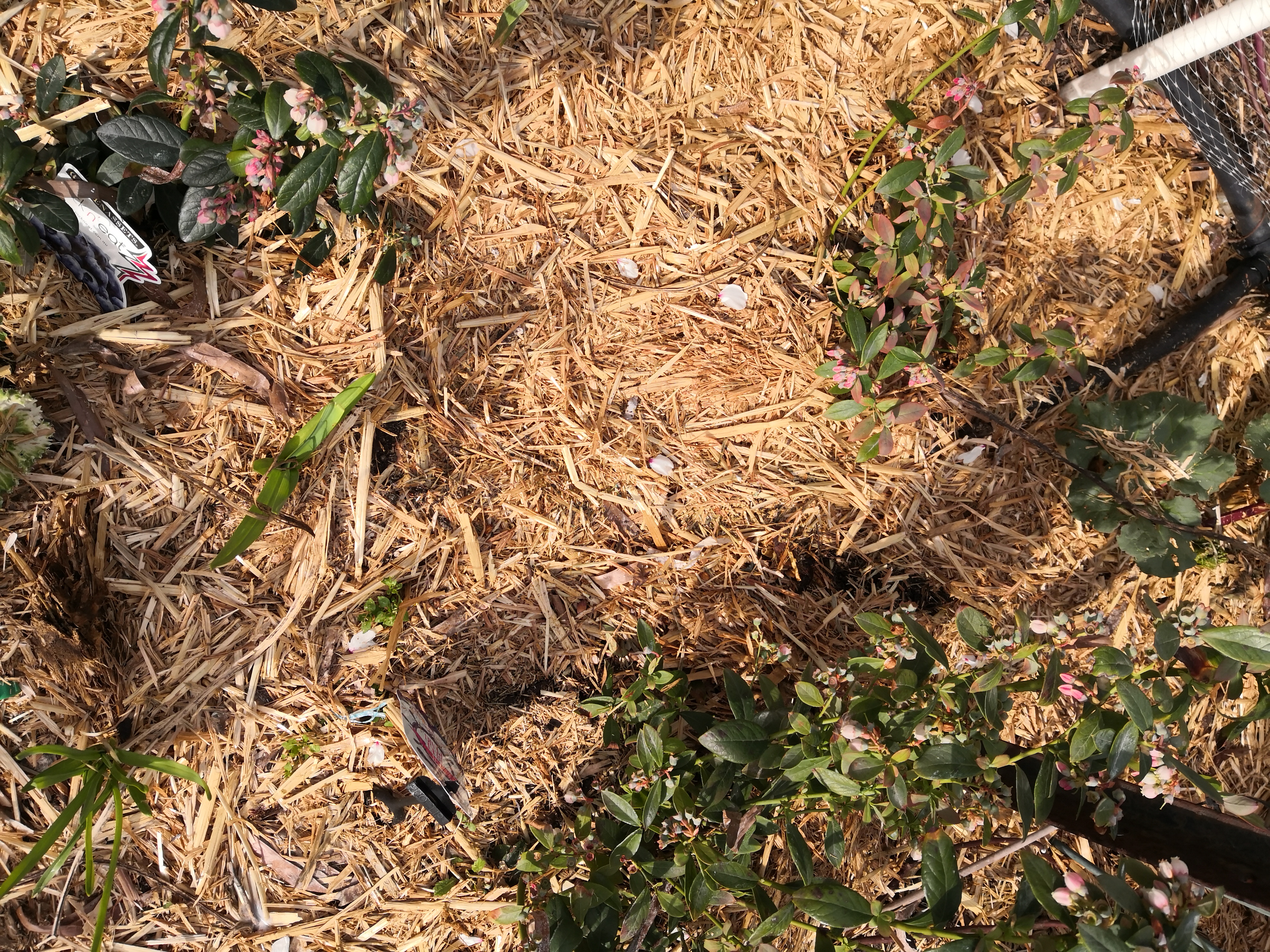 Mulch