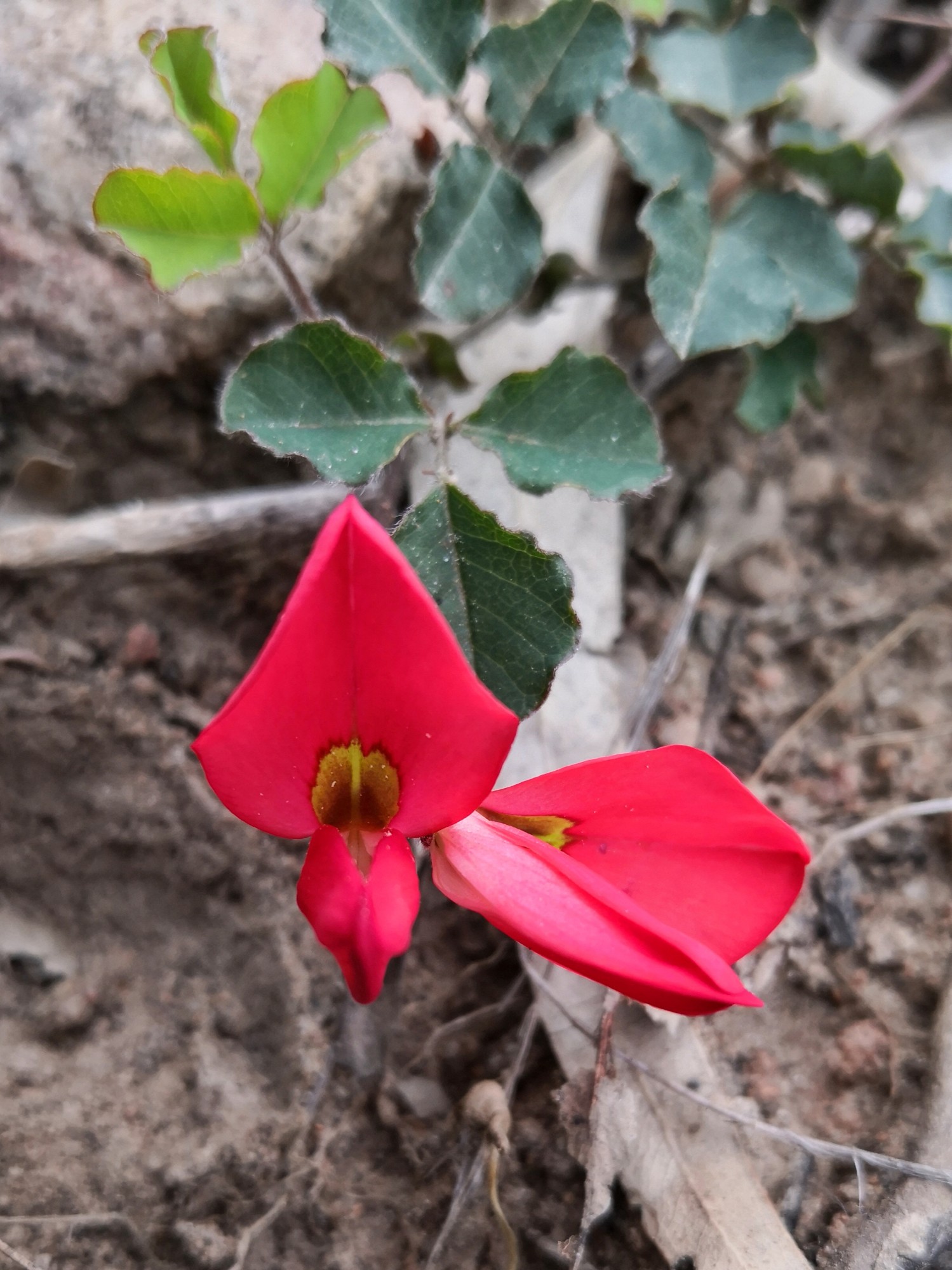 The flower colours give it its other name 'Bacon and egg plant.