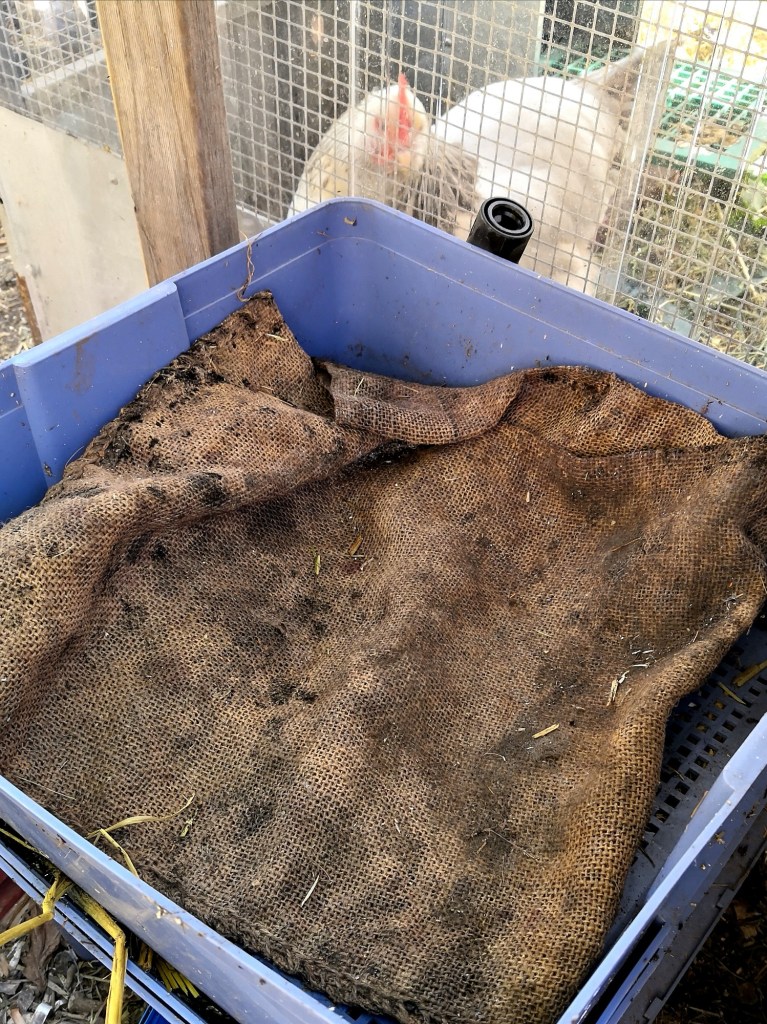 Open weave fabric such as a sack can keep the worms warm.