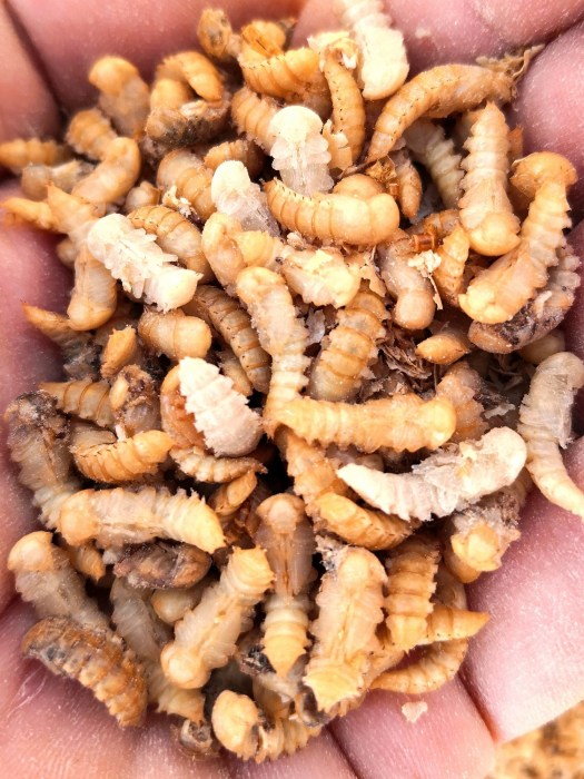 A handful of pupae