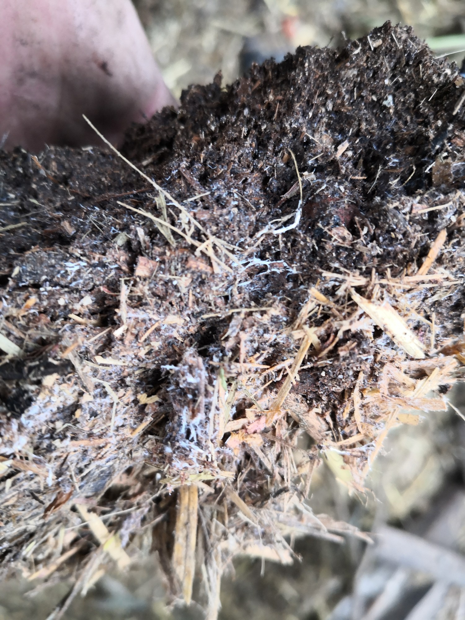 Mycelia show that all is well.