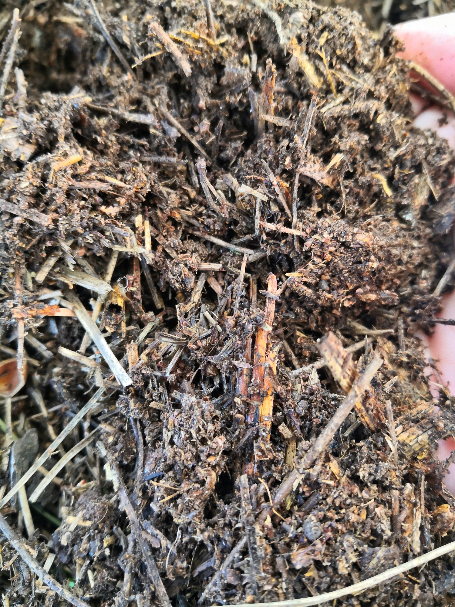 Pine Needles