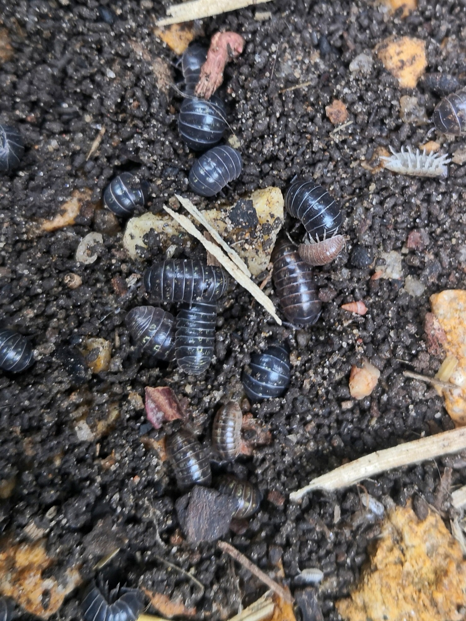 You'll find Slaters and Pill Bugs wherever there is organic material and a place to hide.