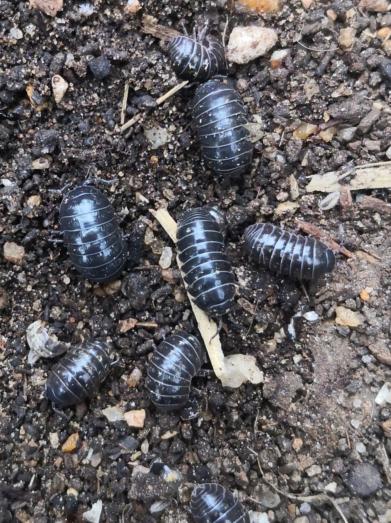 Little armoured bodies. 