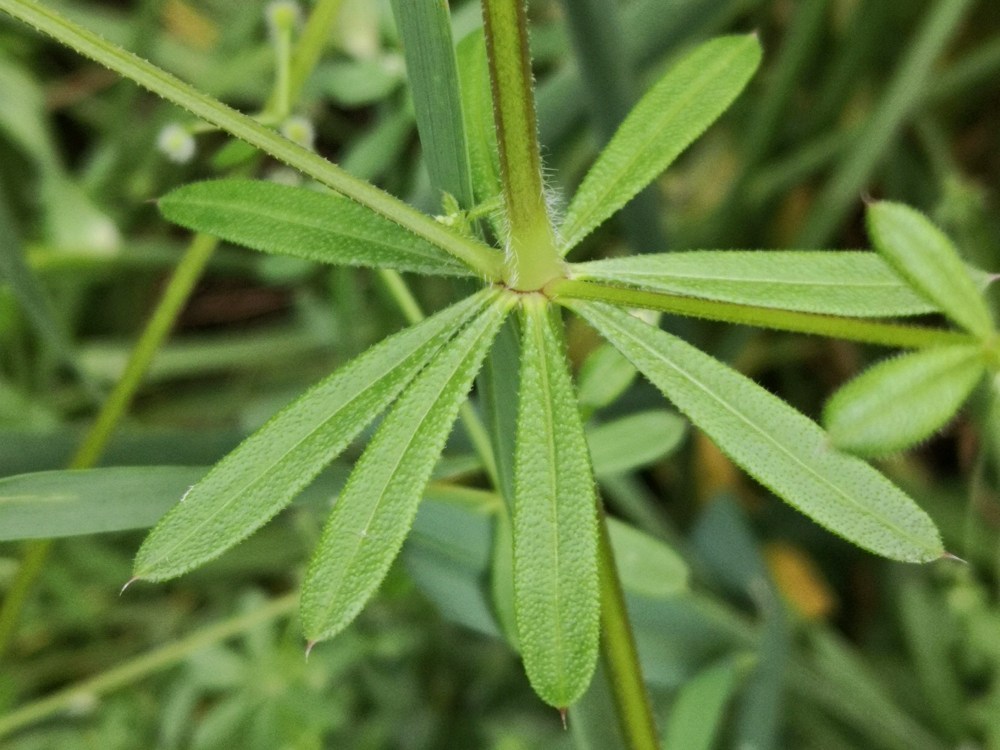The whorls of leaves are a distinguishing feature of Cleavers.