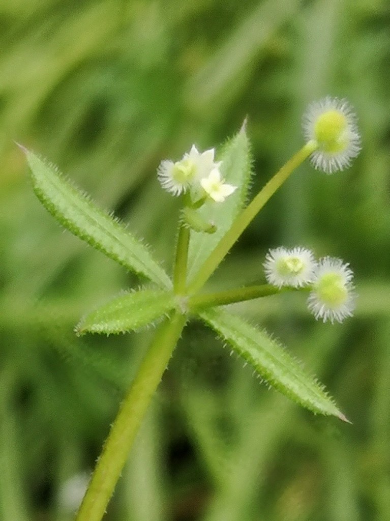 Tiny white flowers and hairy fruit are characteristic.