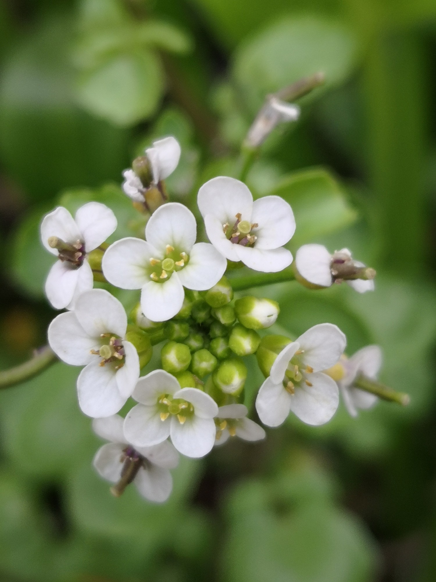 Watercress has small white and green flowers.