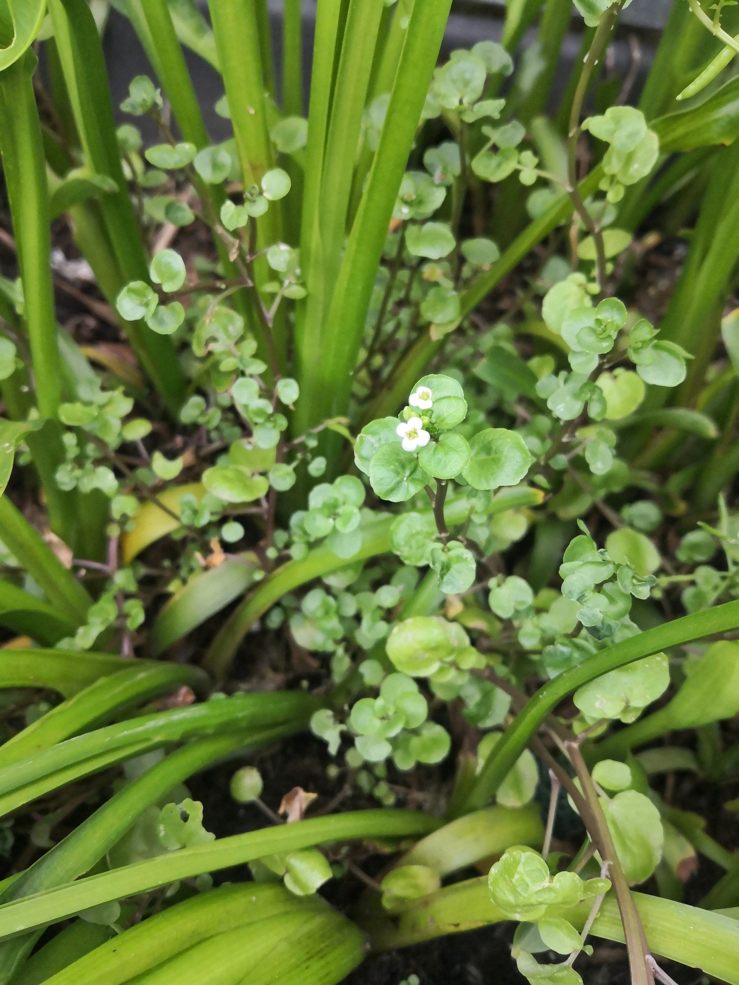 Watercress is quite invasive.