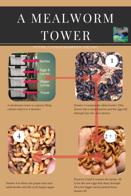 Mealworm Tower fact sheet