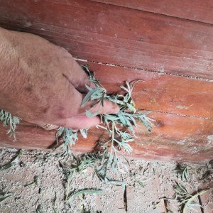Rub the perch and walls with fresh Wormwood to deter pests.