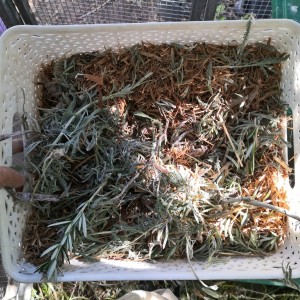 Aromatic herbs in the nesting box keep away bugs.