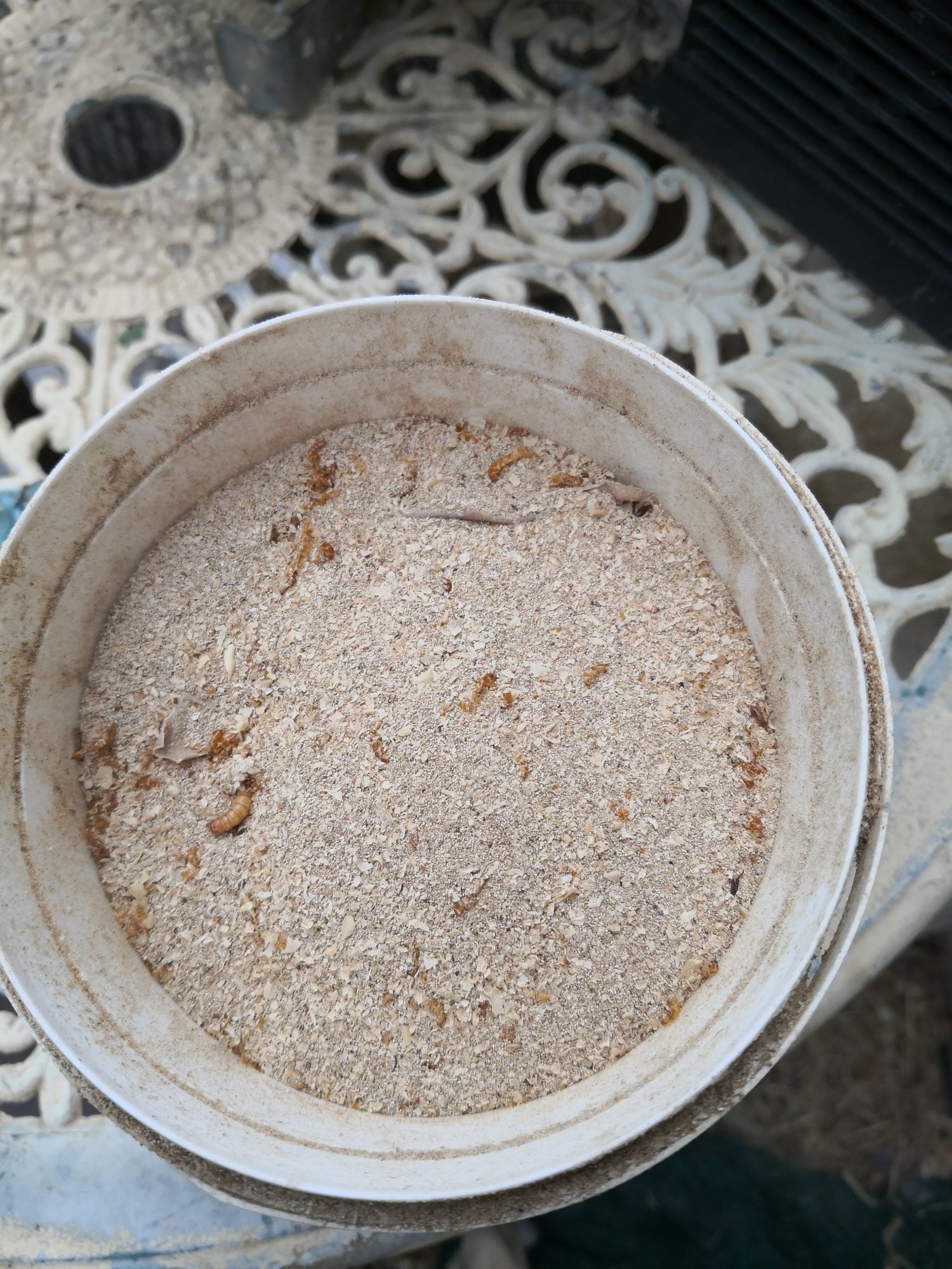 Frass is a mix of poo and exoskeletons. Plants just love it!