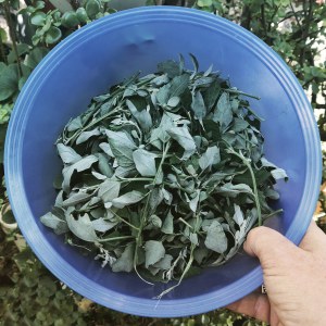 A bowl of Goosefoot leaves for dinner 