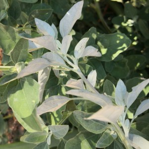 You can tell Goosefoot by the white underside of the leaves.
