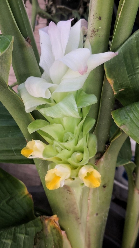 Ginger flowers are just heavenly.