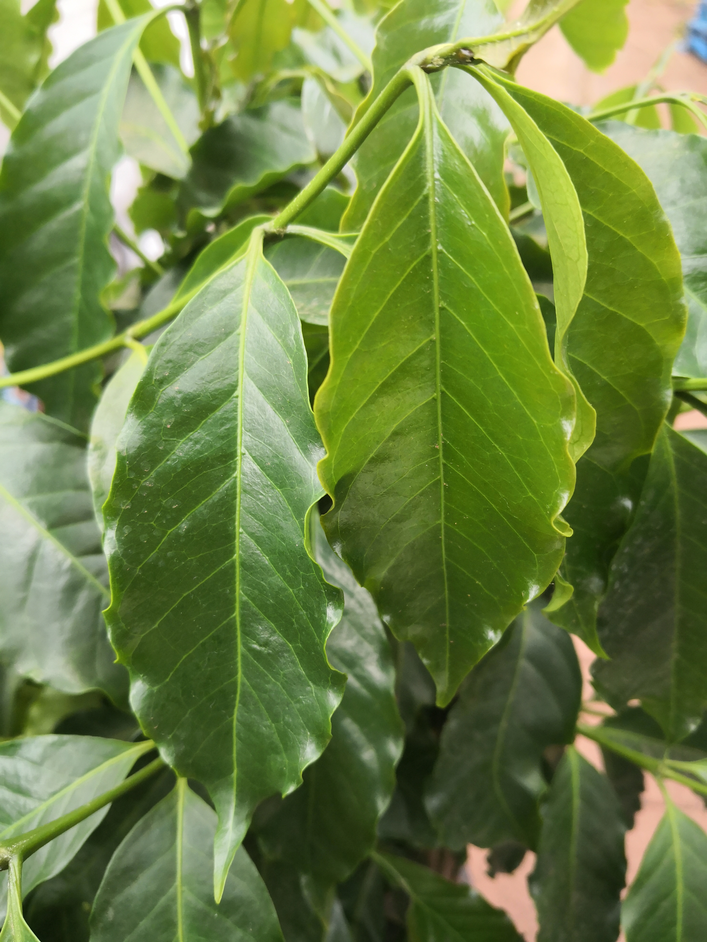 Coffee in the garden