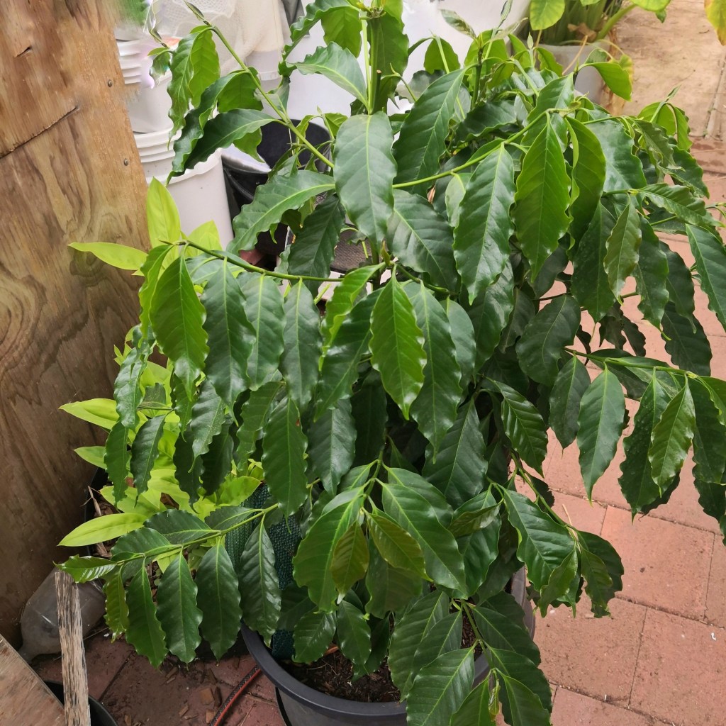 Coffee is easy to grow for the leaves.