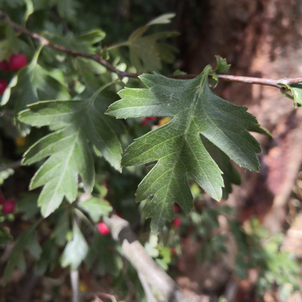 The deeply lobed leaves are distinctive, though depth of the lobes can vary as the leaves mature.