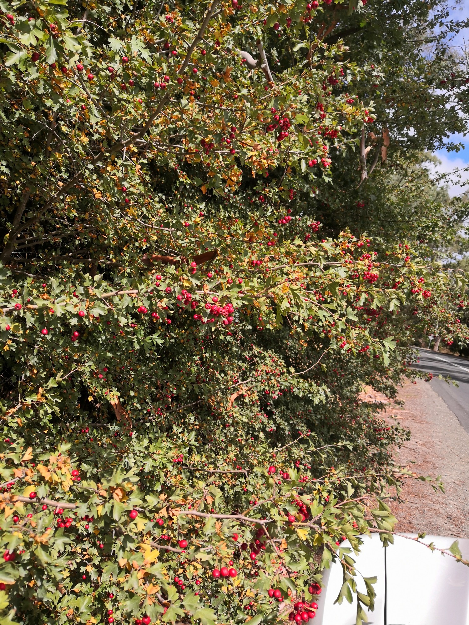 Hawthorn in the hills.