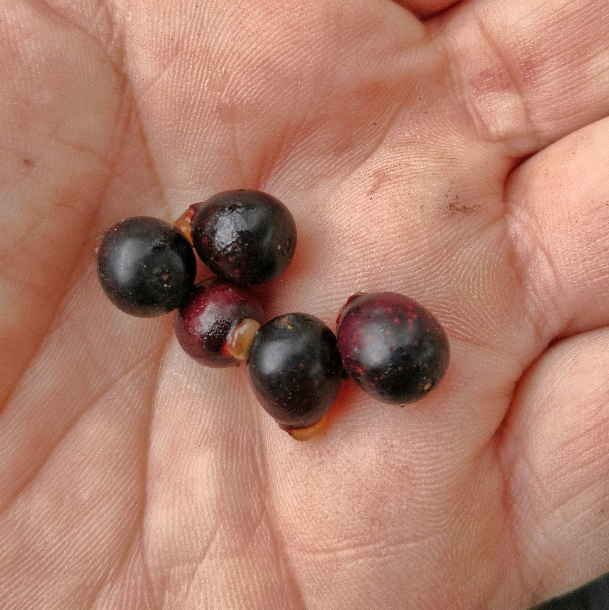 Hills foraging with Anne