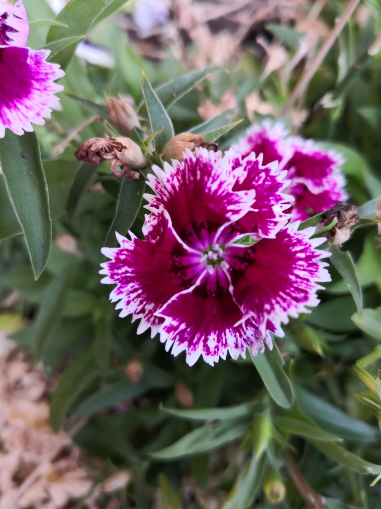 Throw in a splash of colour with edible flowers