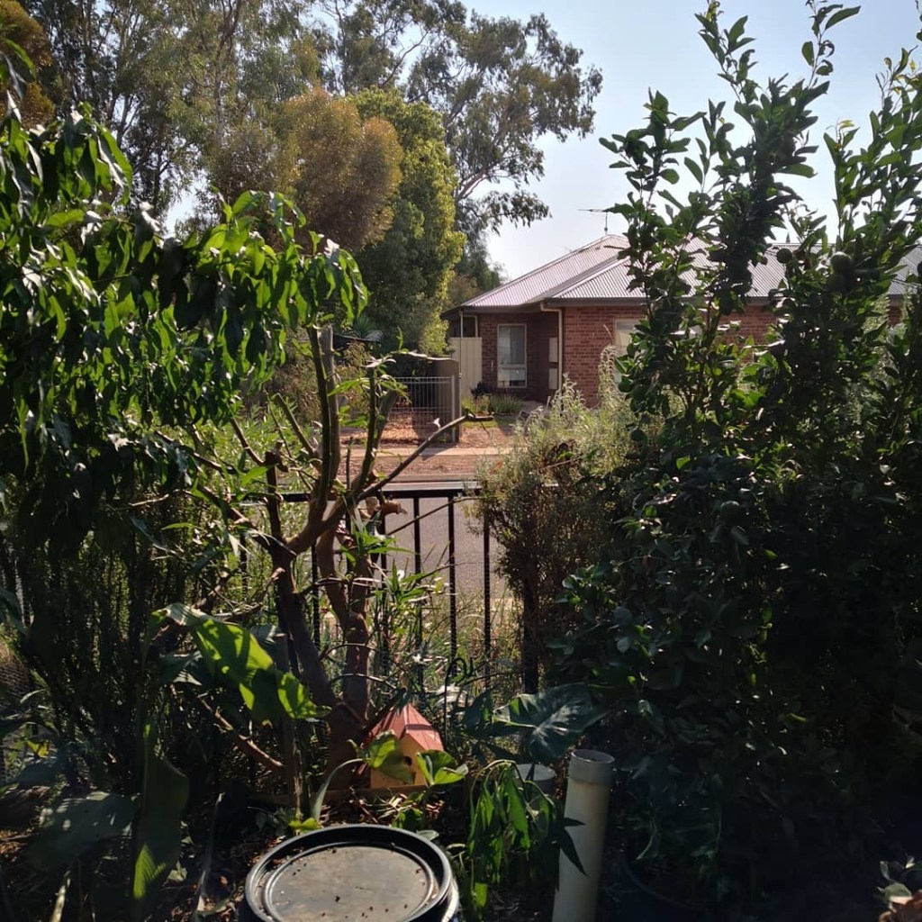 Cutting back the Kangaroom Apple lets in so much more light,