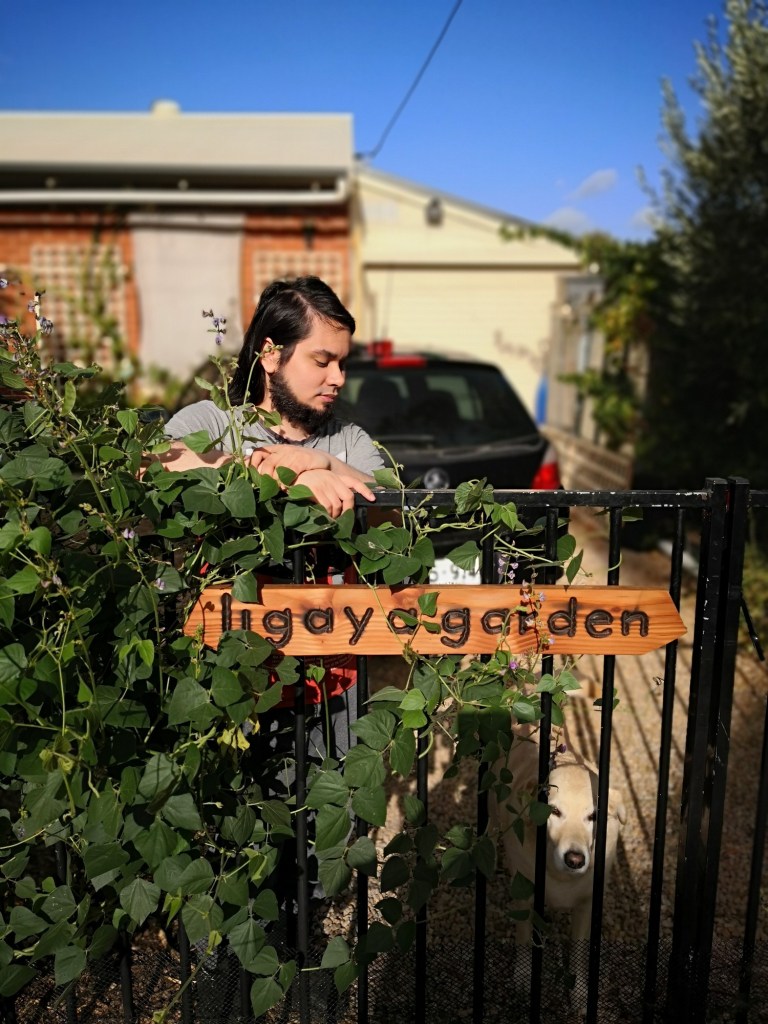 The beans look amazing, threading their way through the gate.