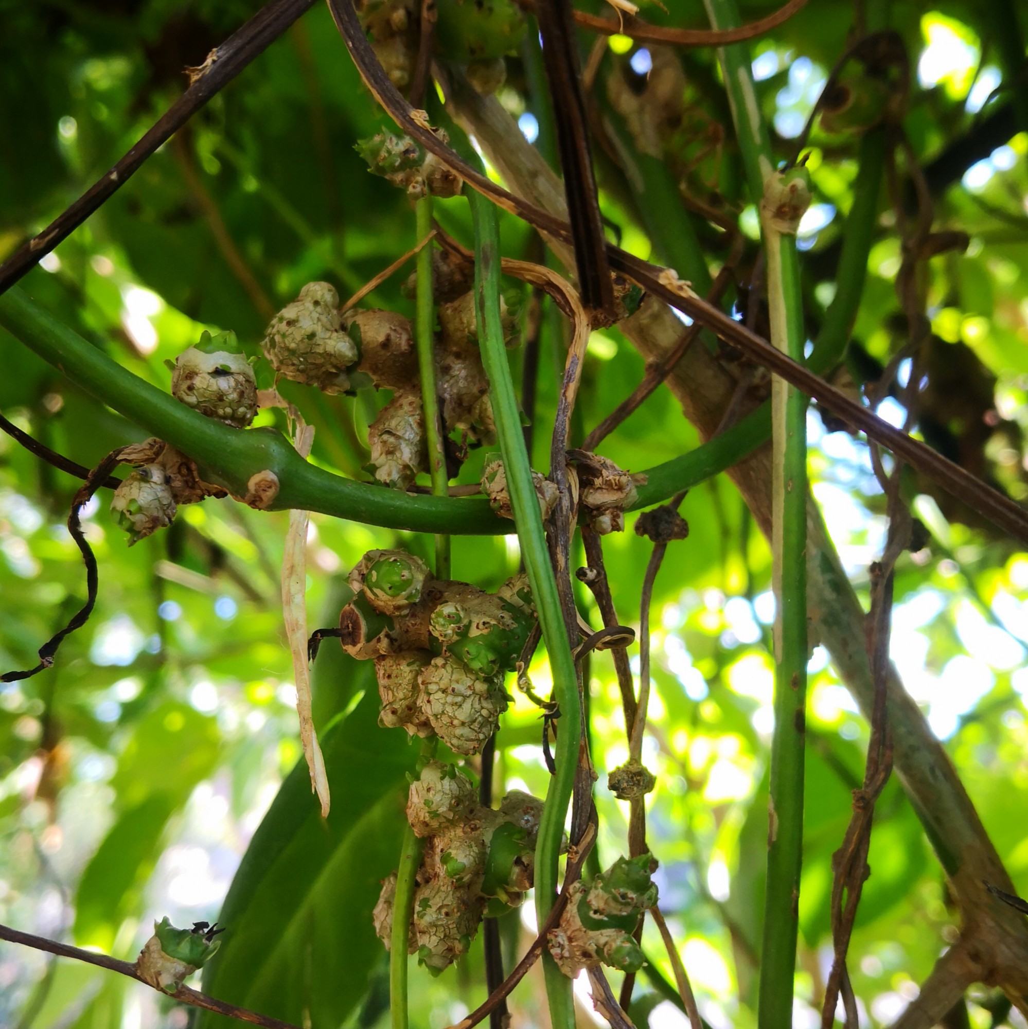 Madeira Vine (Anredera cordifolia)