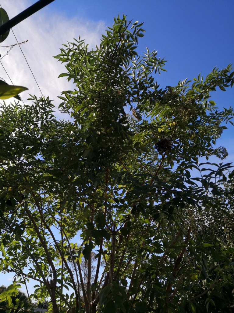 The Elder Tree definitely needs a trim