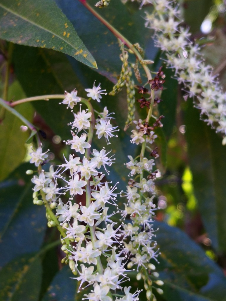 Including aggressive heavy flowering, edible climbers  such asa  Madeira Vine has enabled us to maximise yields from some awkward spaces.