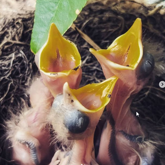 Ligaya Gardening tips #5 Blackbirds