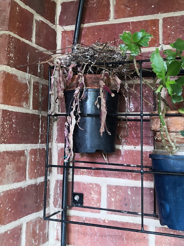 The Doves build here every year.