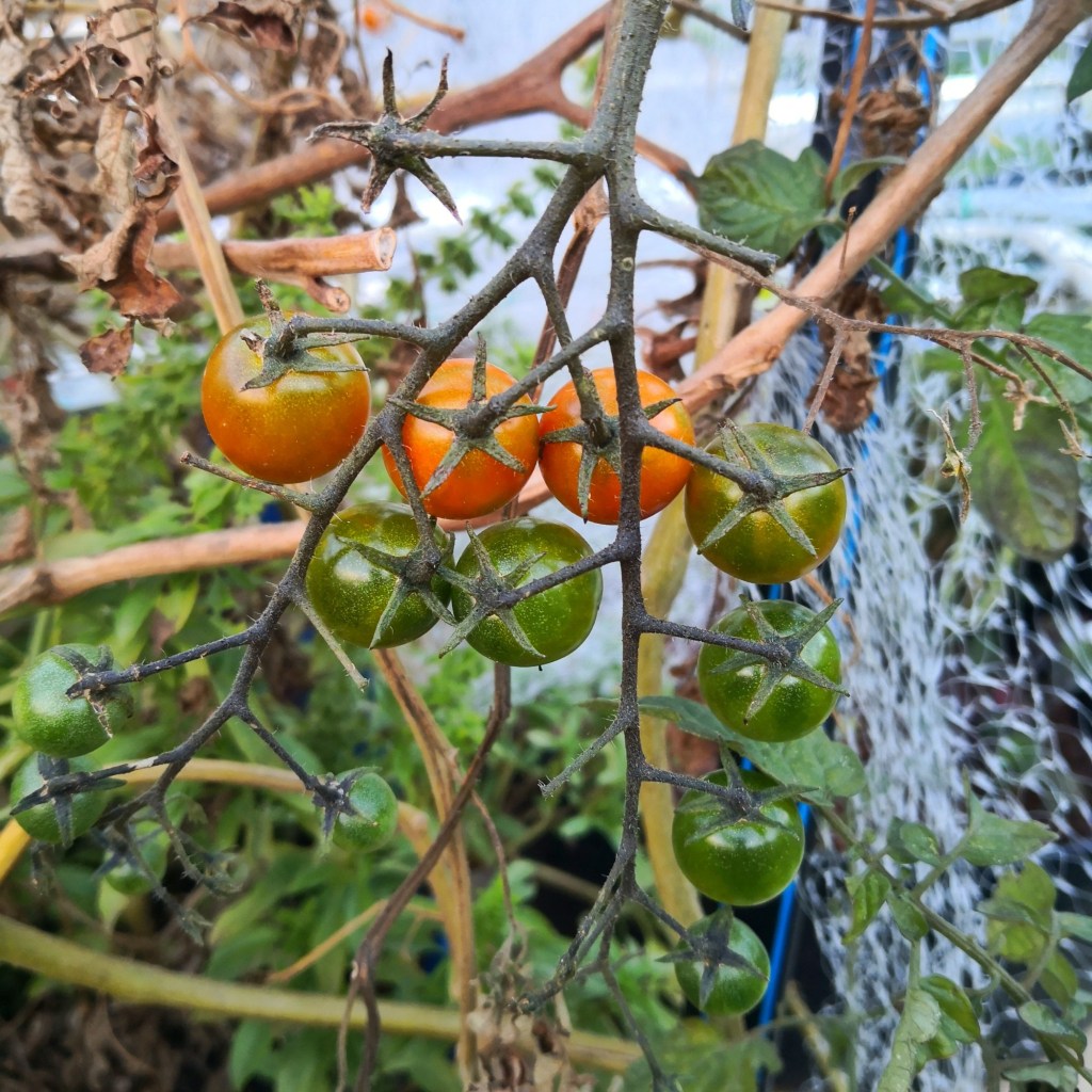 The Tomatoes are showing no signs of slowing down. 