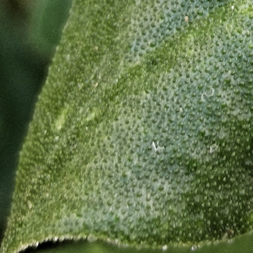 Tiny, modified hairs store salt.
