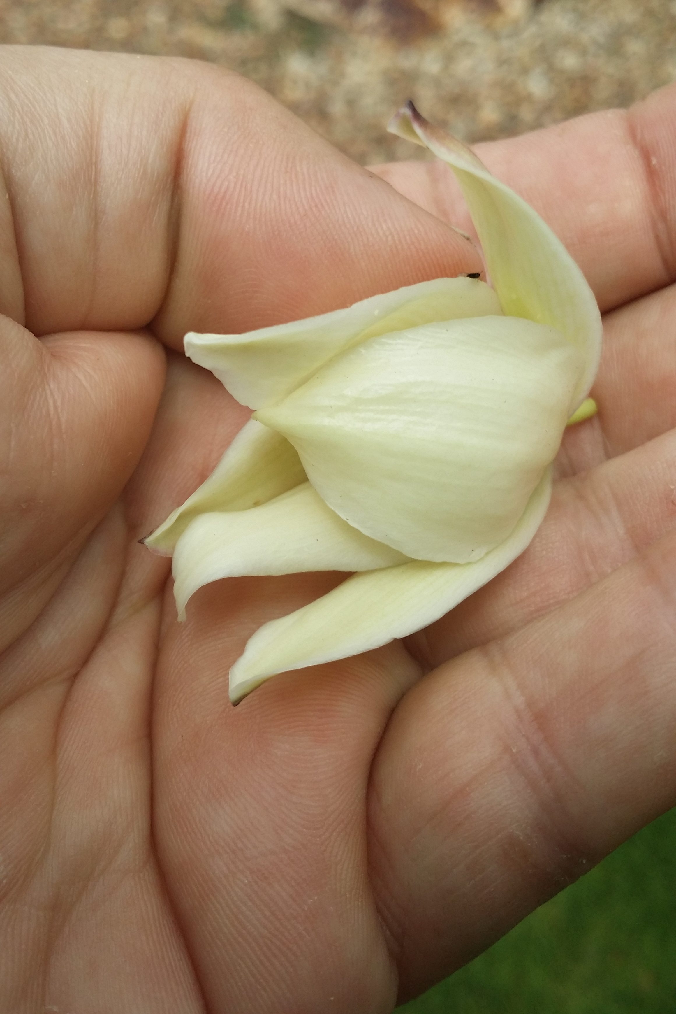 Yucca flowers are kind of sweet and taste like cabbage when cooked.
