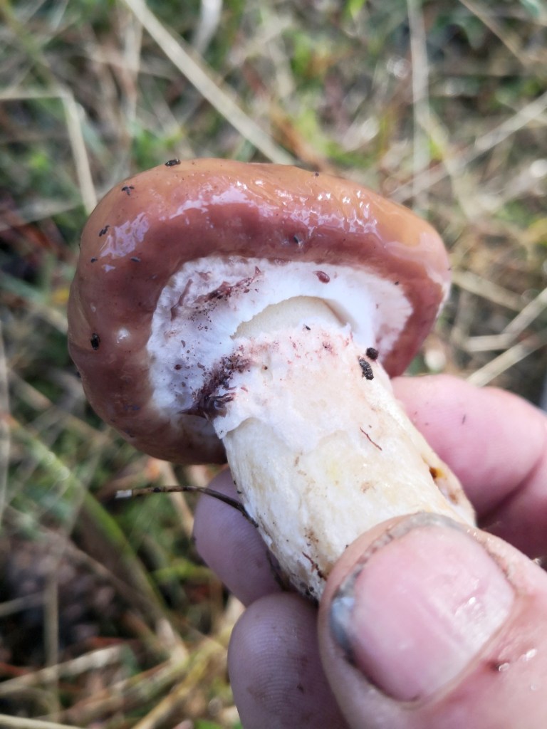 The intact veil on a young specimen.