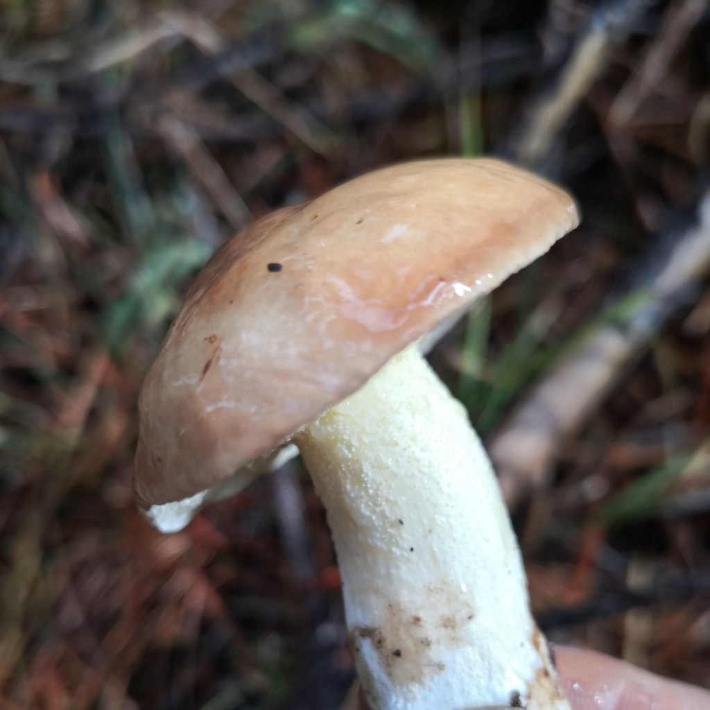Weeping Boletes (Suillus granulatus)