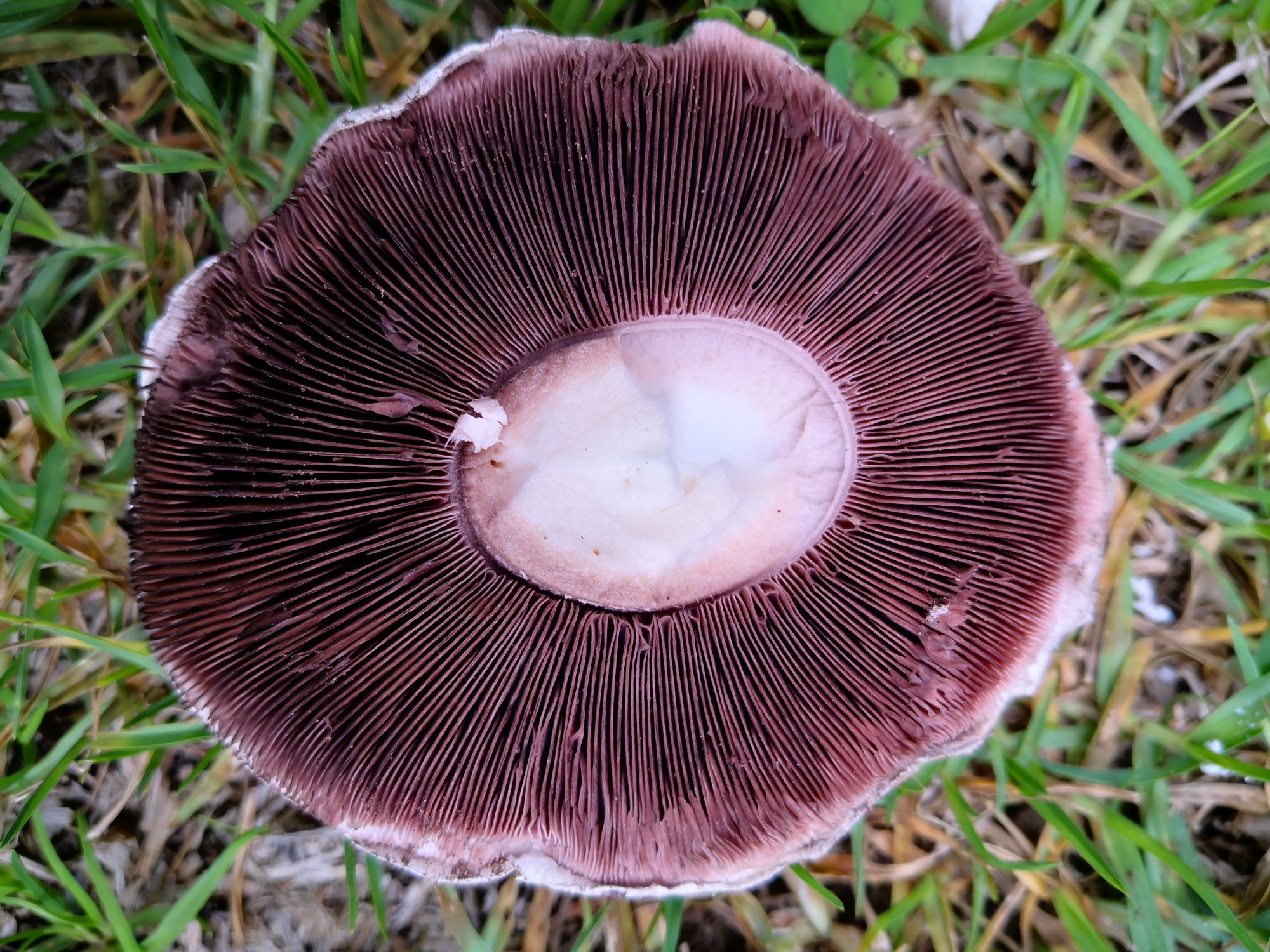 Gills are free of the stem and turn reddish brown with maturity