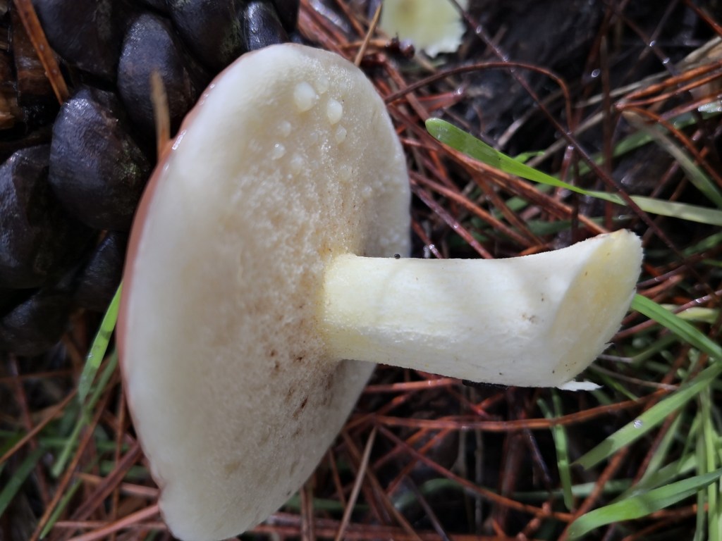 May weep clear or milky liquid.