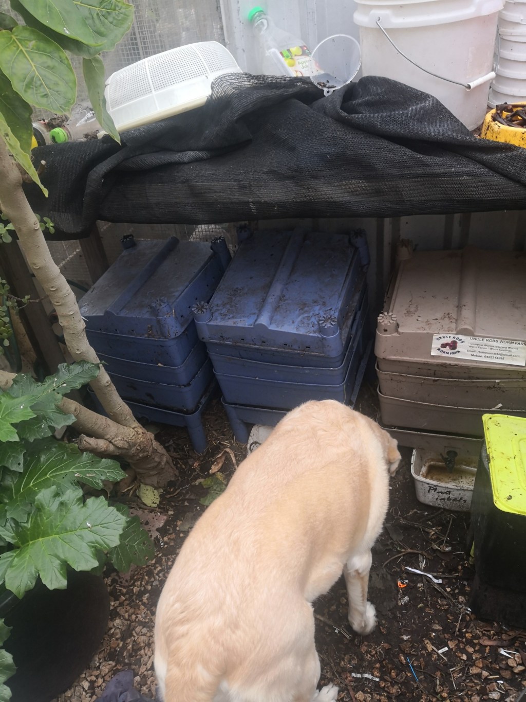 Cleaning out the&nbsp;worms