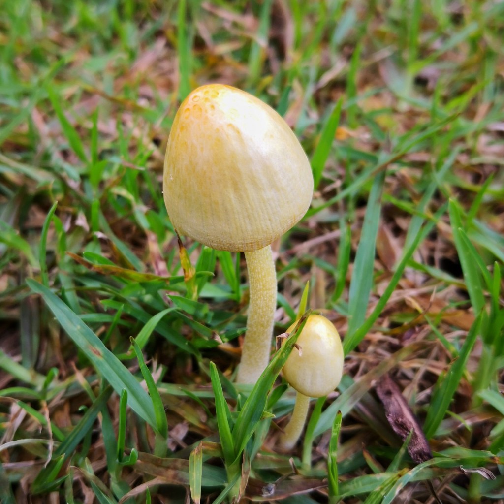 Yellow Fieldcap (Bolbitius titubans)