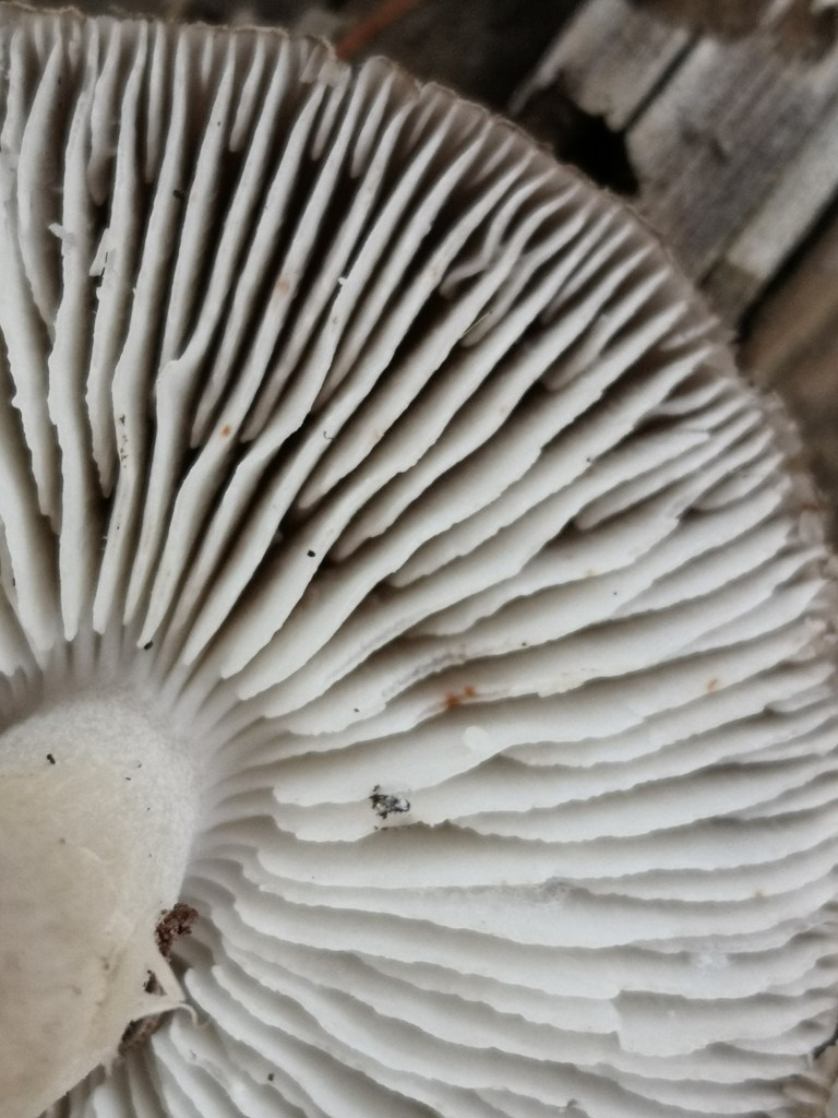 Pale grey, wavy edged gills separated from the stem by a distinct notch. 